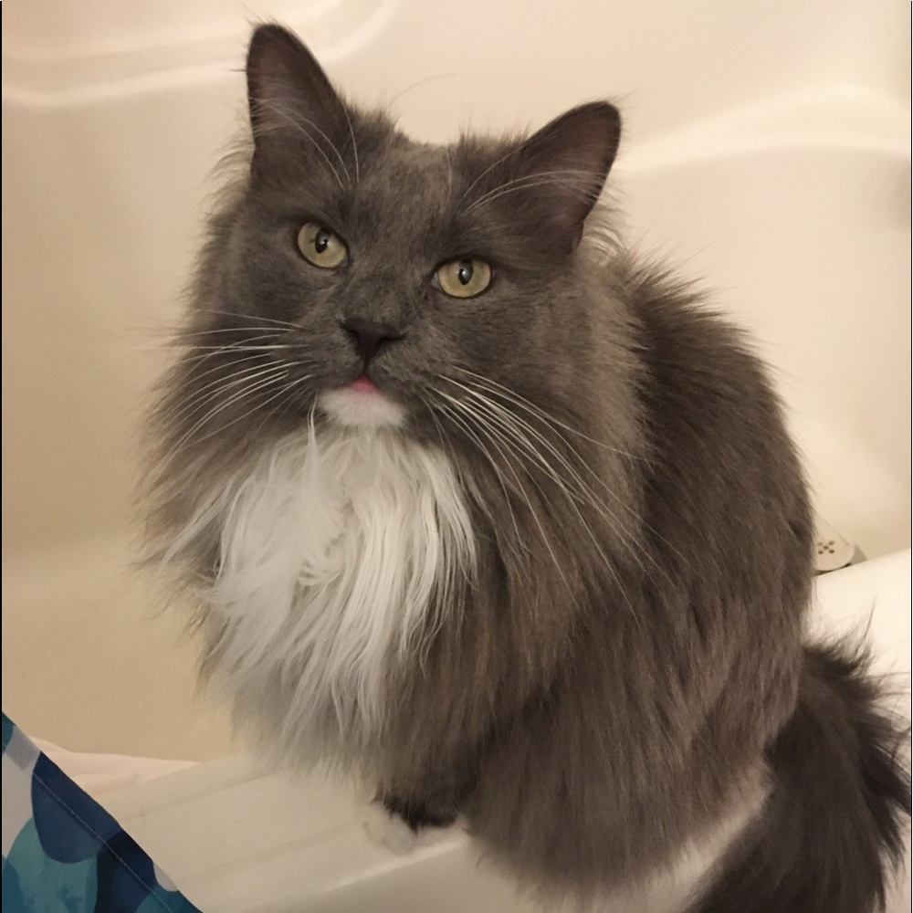 Meet your Posher, Gina